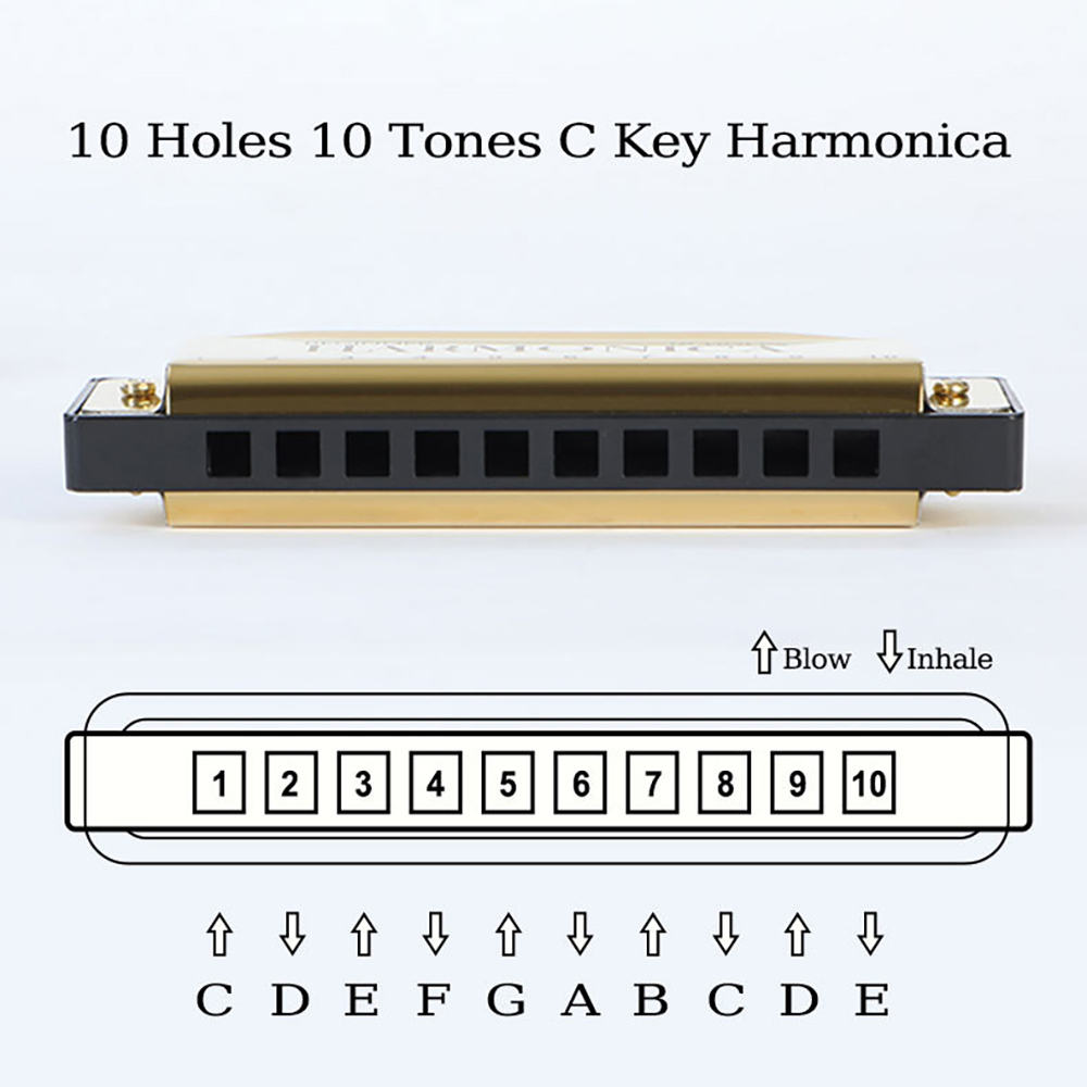 10 Hole C Harmonica Blues Harp - Harmonica 10 Hole 评论和价格
